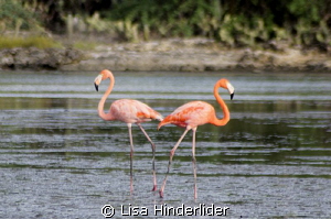 Flamingo Love! by Lisa Hinderlider 